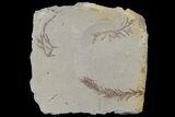 Metasequoia (Dawn Redwood) Fossils - Montana #85761-1